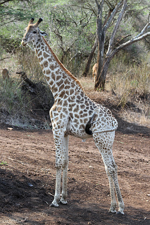 IMG_2378